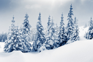 Winter